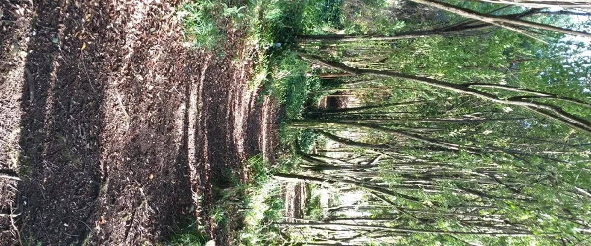 Foto 3 Chiloé
