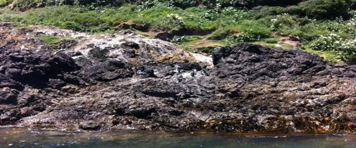 Foto 5 Chiloe Island Penguin Colony
