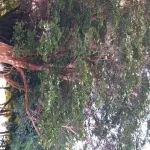Foto 4 Chiloé