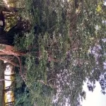 Foto 5 Chiloé