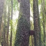 Foto 4 Parque Tepuhueico